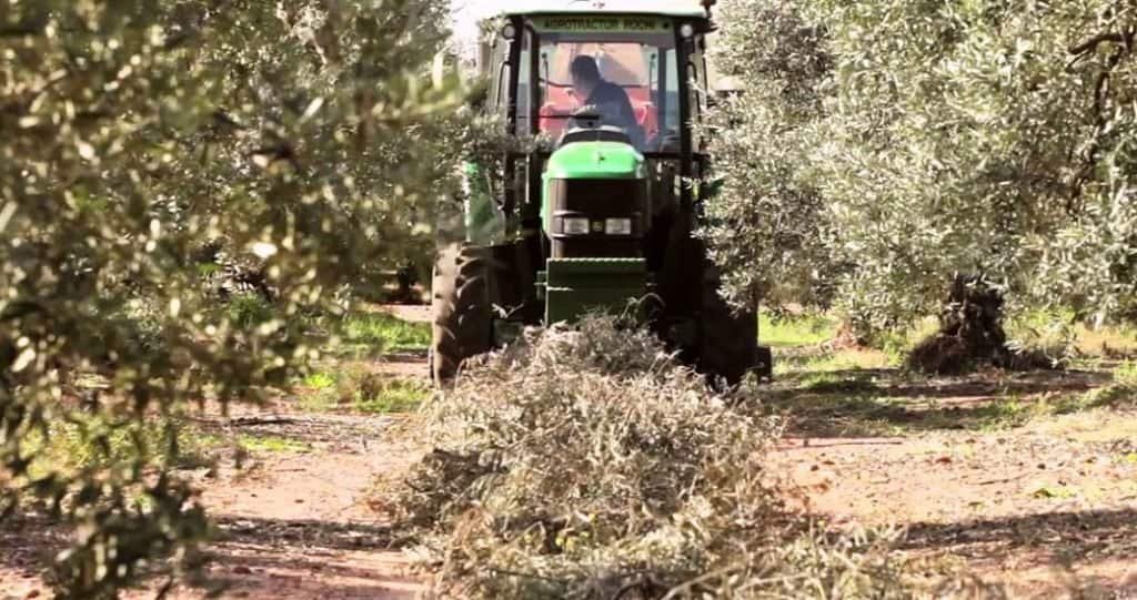 Biomasa del olivar